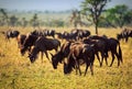 Wildebeests herd, Gnu on African savanna