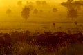 Wildebeests herd grazing