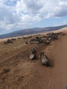 Wildebeests migrating