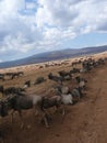 Wildebeests migrating