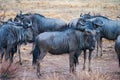 Wildebeests in nature,Pilanesberg National Park, South Africa Royalty Free Stock Photo