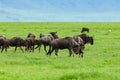 Wildebeests in Ngorongoro Royalty Free Stock Photo