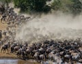 Wildebeests are runing to the Mara river. Great Migration. Kenya. Tanzania. Masai Mara National Park.