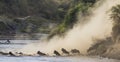 Wildebeests are runing to the Mara river. Great Migration. Kenya. Tanzania. Masai Mara National Park.