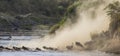 Wildebeests are runing to the Mara river. Great Migration. Kenya. Tanzania. Masai Mara National Park.