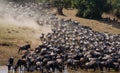 Wildebeests are runing to the Mara river. Great Migration. Kenya. Tanzania. Masai Mara National Park.