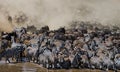 Wildebeests are runing to the Mara river. Great Migration. Kenya. Tanzania. Masai Mara National Park.