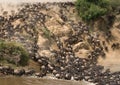 Wildebeests are runing to the Mara river. Great Migration. Kenya. Tanzania. Masai Mara National Park.