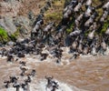 Wildebeests are runing to the Mara river. Great Migration. Kenya. Tanzania. Masai Mara National Park.