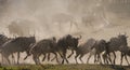 Wildebeests running through the savannah. Great Migration. Kenya. Tanzania. Masai Mara National Park.