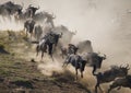 Wildebeests running through the savannah. Great Migration. Kenya. Tanzania. Masai Mara National Park.