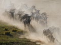 Wildebeests running through the savannah. Great Migration. Kenya. Tanzania. Masai Mara National Park.