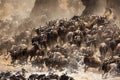 Wildebeests rush to cross Mara river, Masai Mara