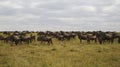 Wildebeests in the Serengeti National Park