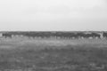 Wildebeests standing still in heavy rain, Masai Mara Royalty Free Stock Photo