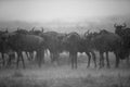 Wildebeests  standing still in heavy rain, Masai Mara Royalty Free Stock Photo