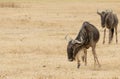 Wildebeests standing