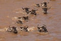 Wildebeests swimming to cross the Mara river, Kenya
