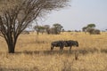 Wildebeests in Tanzania