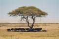 Wildebeests under acacia tree in etosha national park Namibia