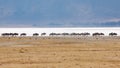 Wildebeests walking in line in Ngorongor Crater, Tanzania, Africa, lots of wildebeests Royalty Free Stock Photo