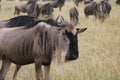 Wildebeests in the wild maasai mara