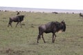 Wildebeests in the wild maasai mara