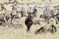 Wildebeests & zebras Royalty Free Stock Photo