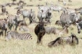 Wildebeests & zebras