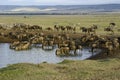 Wildebeests and zebras drinking at water hole, Kenya Royalty Free Stock Photo