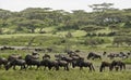 Wildebeests, zebras, and giraffes, Tanzania