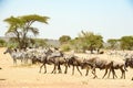 Wildebeests - gnus - and Zebras at great migration time in Serengeti Africa lots of wildebeests together Serengeti Africa