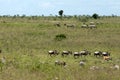 Wildebeests, zebras and other wildlife are walking /feeding on the great plains of masai mara in kenya.