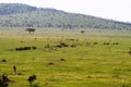 Wildebeests and zebras in Serengeti National Park, Tanzania Royalty Free Stock Photo