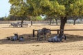 Wildebeests and Zebras in the zoo