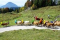 Wilder kaiser mountain in austria