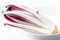 Wild radicchio rosso di Treviso tardivo in a white bowl against a white background Royalty Free Stock Photo