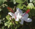 Wilder's White Hawaiian Hibiscus arnottianus Single Hibiscus with pink stamens.