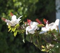 Wilder's White Hawaiian Hibiscus arnottianus Single Hibiscus with pink stamens.