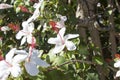 Wilder's White Hawaiian Hibiscus arnottianus Single Hibiscus with pink stamens.