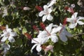 Wilder's White Hawaiian Hibiscus arnottianus Single Hibiscus with pink stamens.