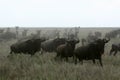 Wilderbeast Running - Safari, Tanzania, Africa Royalty Free Stock Photo