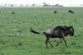 Wilderbeast Running - Safari, Tanzania, Africa Royalty Free Stock Photo