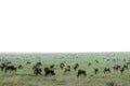 Wilderbeast - Serengeti Safari, Tanzania, Africa Royalty Free Stock Photo