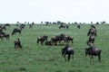 Wilderbeast - Serengeti Safari, Tanzania, Africa Royalty Free Stock Photo