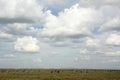 Wilderbeast - Serengeti Safari, Tanzania, Africa Royalty Free Stock Photo
