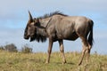 Wilderbeest Antelope Royalty Free Stock Photo