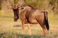 Wilderbeest Antelope Royalty Free Stock Photo