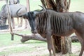 Wilderbeest Royalty Free Stock Photo