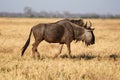 Wilderbeest, Botswana, Africa Royalty Free Stock Photo